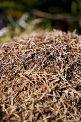 Ameisenhaufen