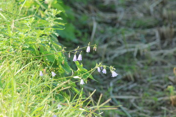 ツリガネニンジン