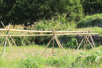 松崎町　稲刈り中の石部の棚田