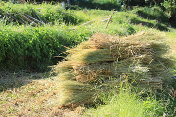 松崎町　稲刈り中の石部の棚田