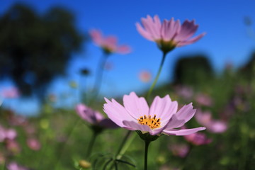 秋風に揺れるピンク色のコスモスの花