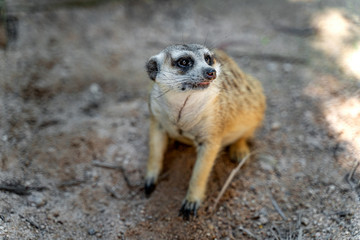 Portrait of Meerkat or Suricate (Suricata suricatta) sitting on a sand looking vigilant in the wild desert. Close up cute Meerkat soft focus lying on the sand. Funny African animals.
