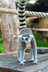 Portrait of Ring-Tailed Lemur (Lemur catta) sticking its tongue out, tail perked up and standing four legs on the wood floor.