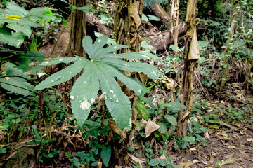 big leaves in the forest