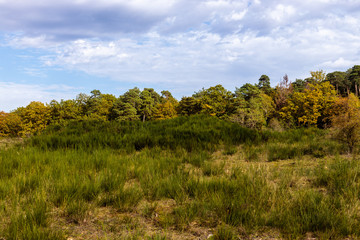 Obraz premium Landschaft mit Ginster