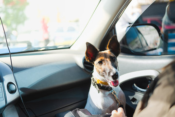 Young fox terrier dog on the lap in the car. The concept of transporting pets in the car, traveling with dogs in the car and safe dog transporting