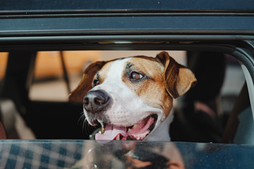 Staffordshire terrier looks out of a car window on a bright sunny day. The concept of transporting or travelling with pets in the car or leaving a dog alone in a vehicle