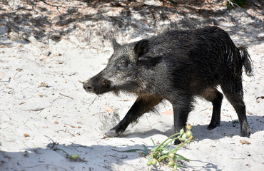 Fototapeta premium Cinghiale selvatico della Sardegna