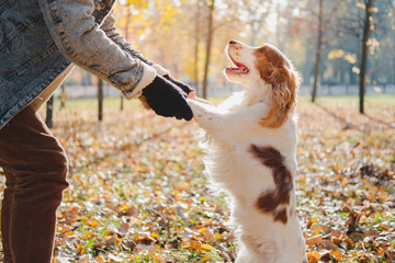 Playing with a lovely dog in the park. Male hands hold a cute playful purebred russian spaniel,...