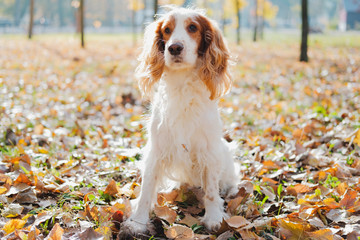Portrait of purebred russian spaniel. Cute spaniel dog sits among autumn leaves in grass at a park