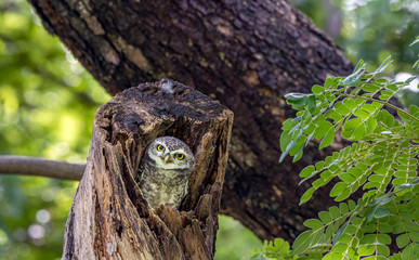 Spotted owlet  in tree hollow house