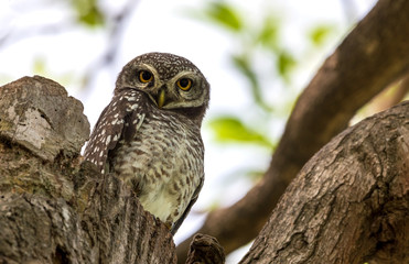 Spotted owlet  in tree hollow house
