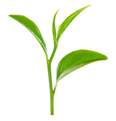 Green tea leaf isolated on white background