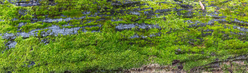 Panoramic or wallpaper view of vibrant green moss on the old tree bark in the nature banner 