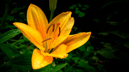 lily on black background