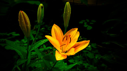 yellow flowers in garden лилия