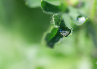 a drop of water flows down on a green leaf, close-up