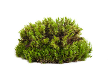 green moss sphagnum closeup isolated