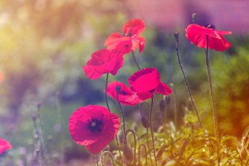 red poppies in nature, applied color