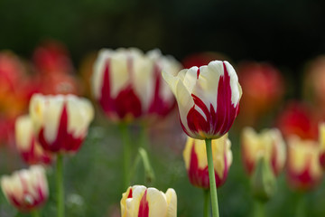 Marble pattern of tulip flower, Closeup