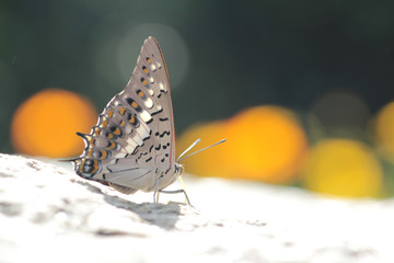 Fototapeta na wymiar butterfly on hand