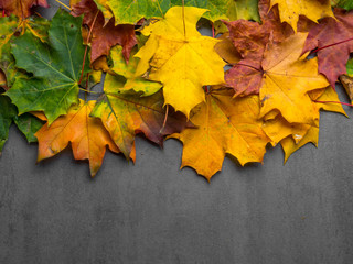 Fall Maple Leaves in Full Color,