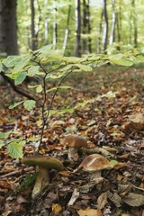 mushrooms in forest