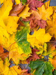 Naklejka na ściany i meble Fall Maple Leaves in Full Color,