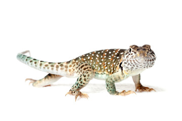 Collared lizard isolated on white background