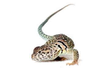Collared lizard isolated on white background