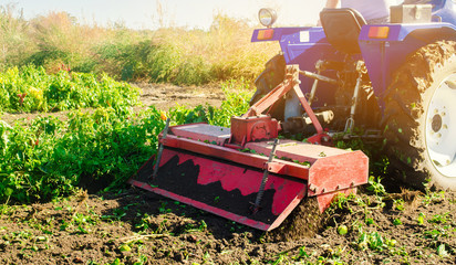 Tractor cultivates the soil after harvesting. A farmer plows a field. Pepper plantations. Seasonal...