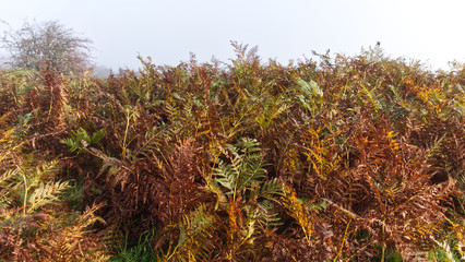 Autumn morning on a Cornish moor as the sun burns away the mist