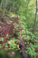 Focus on the spikes of a rusty barbed wire fence within an autumn forest scenery