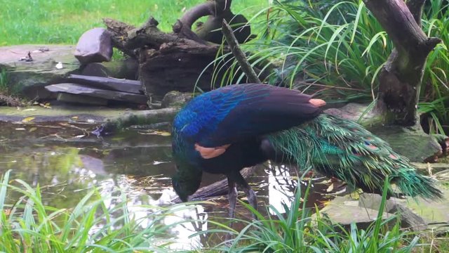 Green java peafowl drinking water, Beautiful colorful bird from Java in indonesia, tropical endangered animal specie