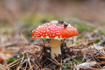 mushrooms in a pine forest
