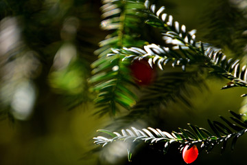 red fruits on his tree between lights and shadows