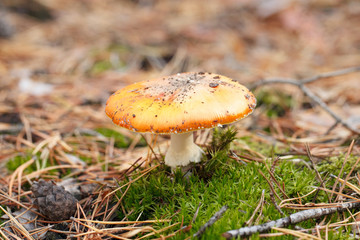 mushrooms in a pine forest