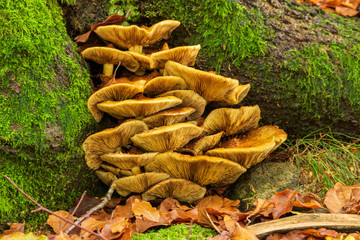 mushrooms in forest