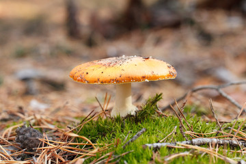 mushrooms in a pine forest