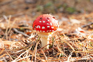 mushrooms in a pine forest