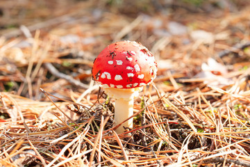 mushrooms in a pine forest