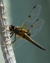 Libelle