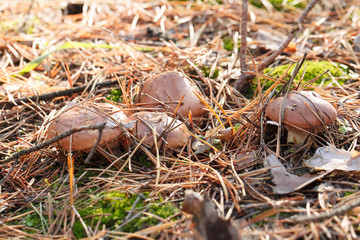 mushrooms in a pine forest