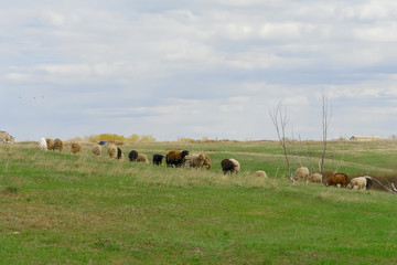 Fototapeta premium A flock of sheep on a spring pasture against a cloudy sky