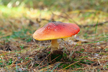 mushrooms in a pine forest