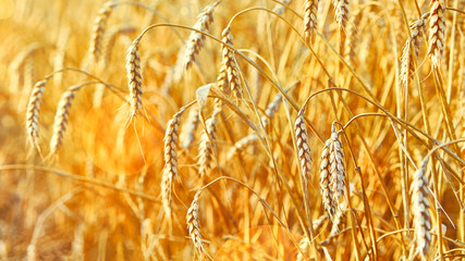 Wheat field. Ears of golden wheat. Beautiful Sunset Landscape. Background of ripening ears. Ripe...