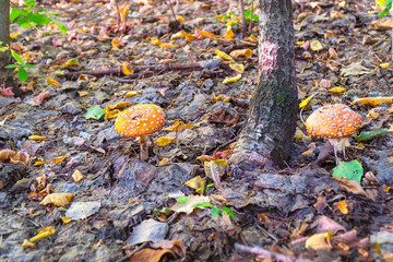 Two little fly agarics in the woods. Amanita muscaria.