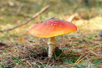 mushrooms in a pine forest