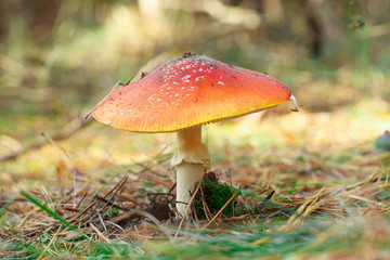 mushrooms in a pine forest