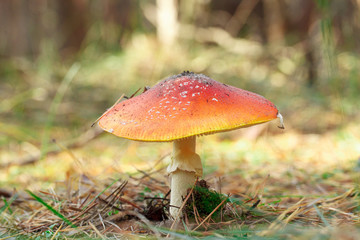mushrooms in a pine forest